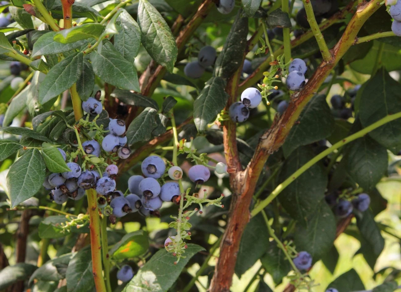 Aby zapewnić sobie zdrowe i bogate plony borówki amerykańskiej, trzeba spełnić kilka warunków jeszcze przed posadzeniem krzewów