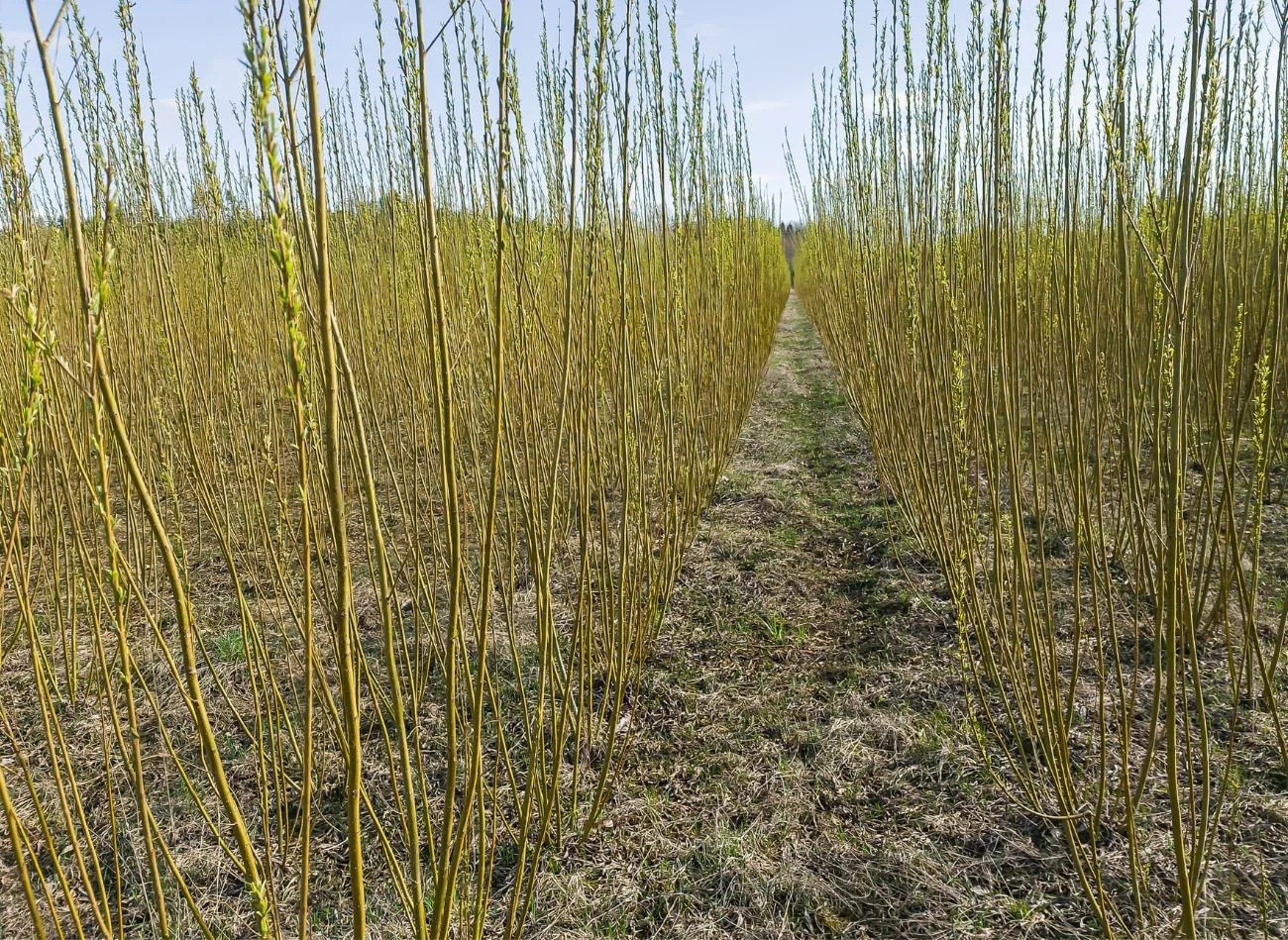 Gleba wokół borówki amerykańskiej wymaga ściółkowani, np. korą sosnową.