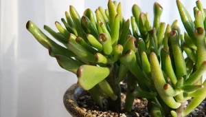 Grubosz jajowaty Gollum to niezwykła roślina, nazwana na cześć jednego z najbardziej intrygujących bohaterów twórczości Tolkiena.