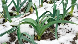 Jakie warzywa mogą zimować w gruncie? Na liście znajdują się m.in. pory.