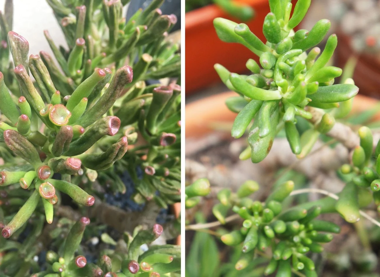 Grubosz Gollum nie ma wielkich wymagań - dobrze czuje się w jasnym stanowisku, ale nie lubi przeciągów