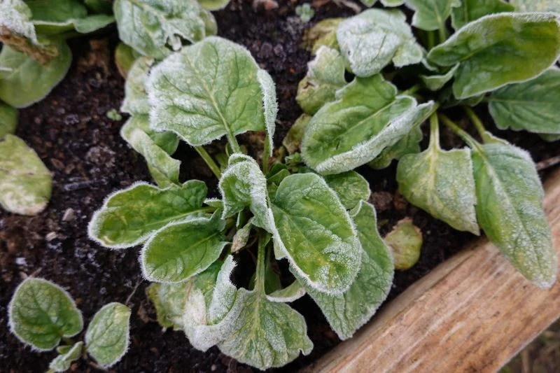 Mrozoodporny szpinak dobrze znosi polską zimę, więc może zimować na grządce