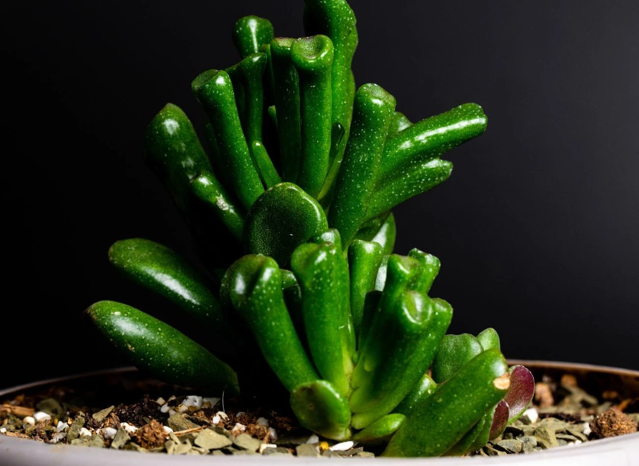 Największym wrogiem grubosza Golluma, podobnie ja większości sukulentów, jest wilgoć.