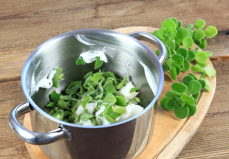 Mięta meksykańska to rewelacyjny środek antybakteryjny i przeciwzapalny