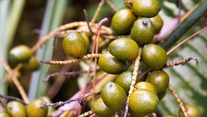 Owoce palmy sabałowej mają lecznicze właściwości.