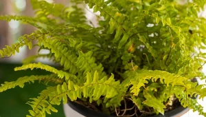 Choroby i szkodniki potrafią szybko zmienić każdą paprotkę w zwiędłą, żółknącą roślinę. Jak tego uniknąć?