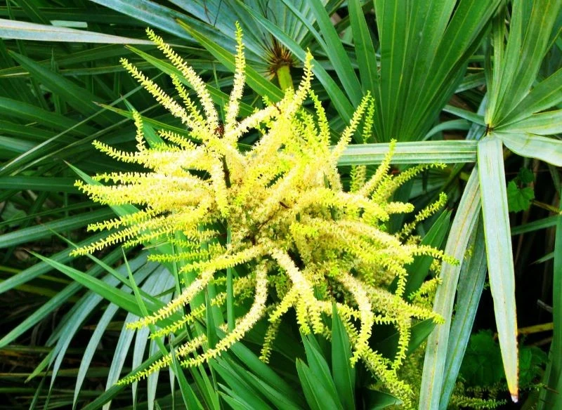 Palma sabałowa zachwyca pięknym kwitnieniem