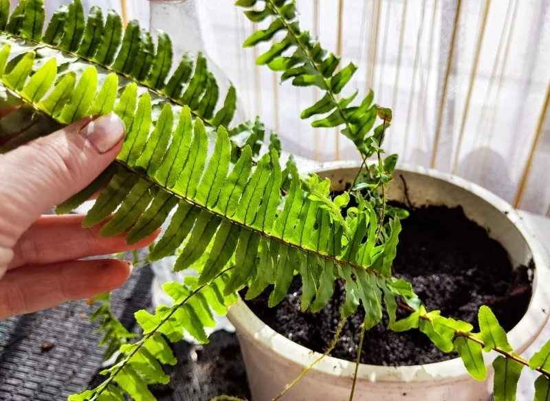 Paproć lubi stałą wilgotność podłoża, ale nadmierna wilgoć może prowadzić do rozwoju chorób grzybowych