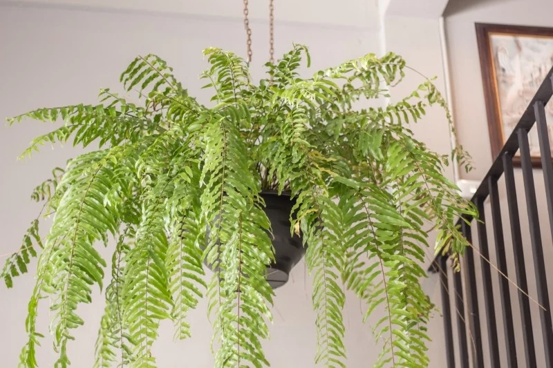 Jeśli paprotka zaczyna chorować, należy podjąć odpowiednie działania