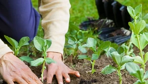 Uprawa współrzędna bobu pozwala uzyskać najlepszy plon wszystkich sąsiadujących ze sobą warzyw. Na czym polega?