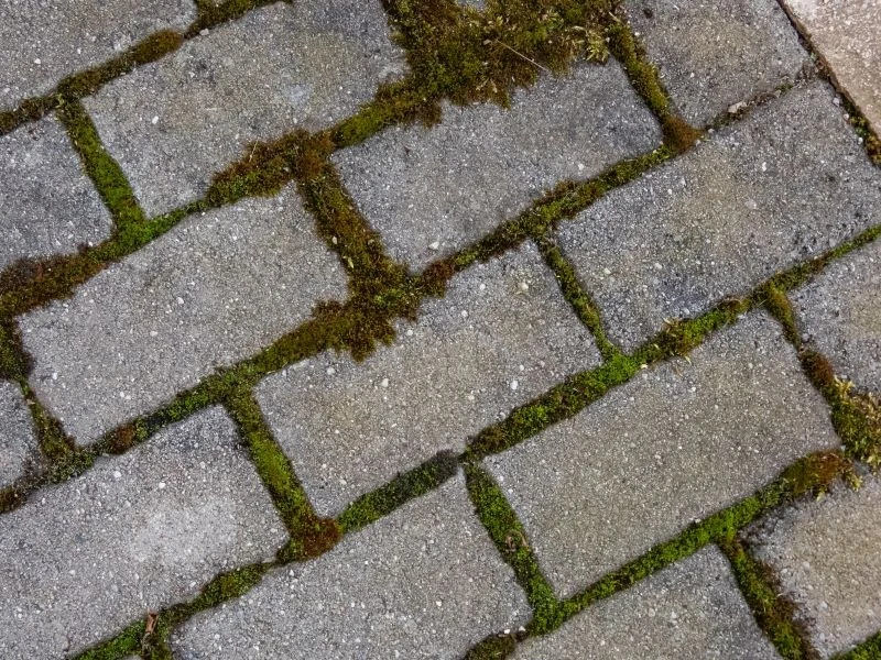 Skąd się bierze mech na kostce brukowej