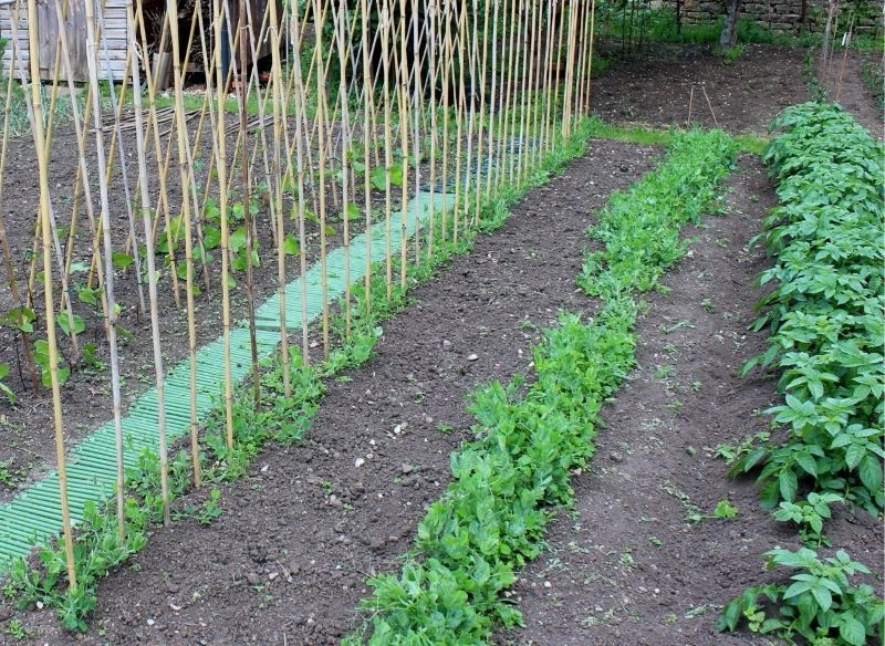 Zwróć uwagę na to, co sadzisz obok bobu