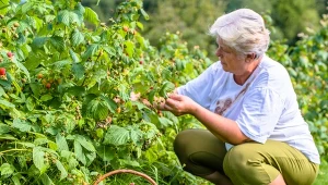 Kiedy zacząć nawożenie malin?