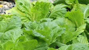 Uprawa kapusty jest bardzo prosta i niewymagająca. Dlaczego warto ją mieć w ogrodzie.