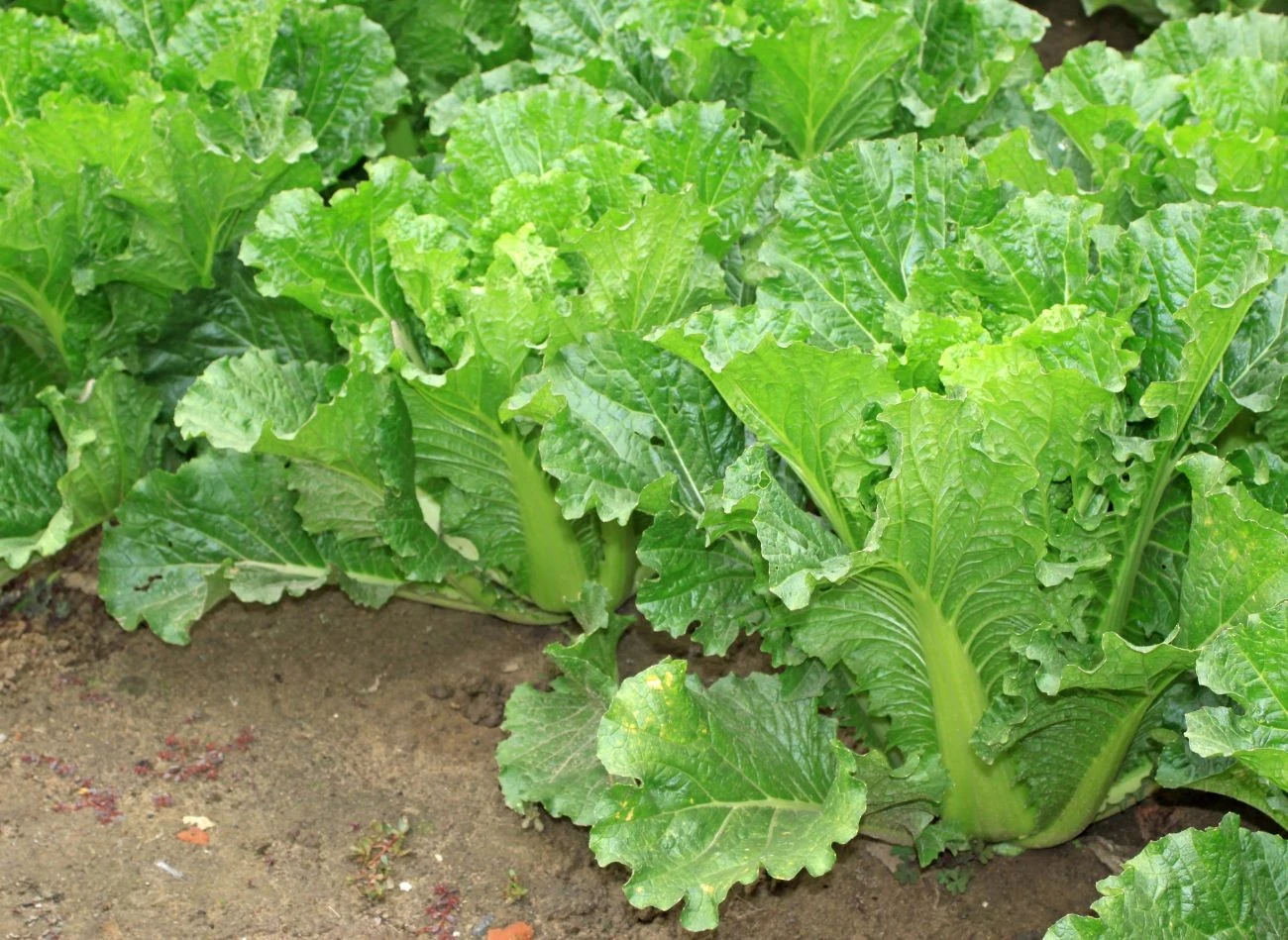 Kapusta pekińska występuje w wielu ciekawych odmianach, które sadzi się o różnych porach roku.