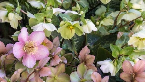 Zimowa pielęgnacja ciemiernika. Ciekawe odmiany odpornej rośliny