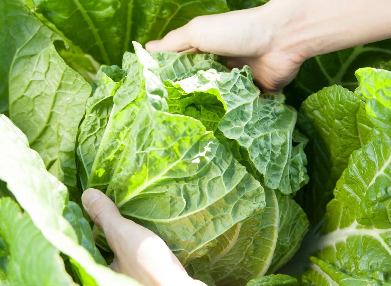 Kapusta pekińska to warzywo o wielu cennych wartościach odżywczych. Warto uprawiać ją w ogodzie.