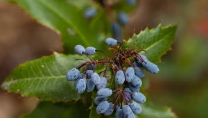 Niektóre propozycje mieszańców międzygatunkowych doskonale sprawdzają się w polskich ogrodach. Sprawdź, jak uprawiać mahoberberys, barwną krzyżówkę o gęstych liściach i fioletowych, ozdobnych owocach. Jose Luis Vega Garcia