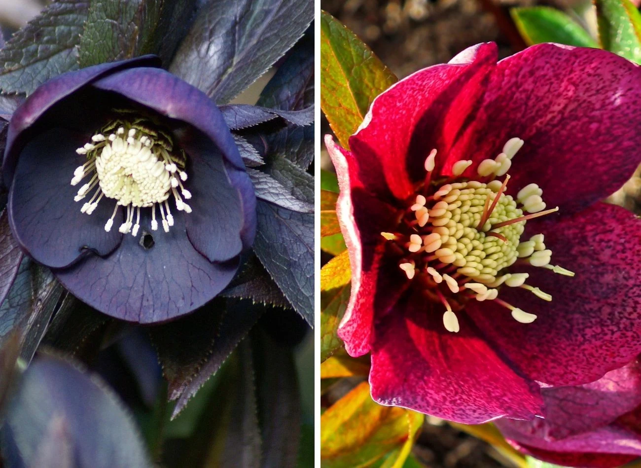 Ciemierniki występują w wielu odmianach, kolory mają zachwycające. Fot.floversandclassical/ MRGajowy3