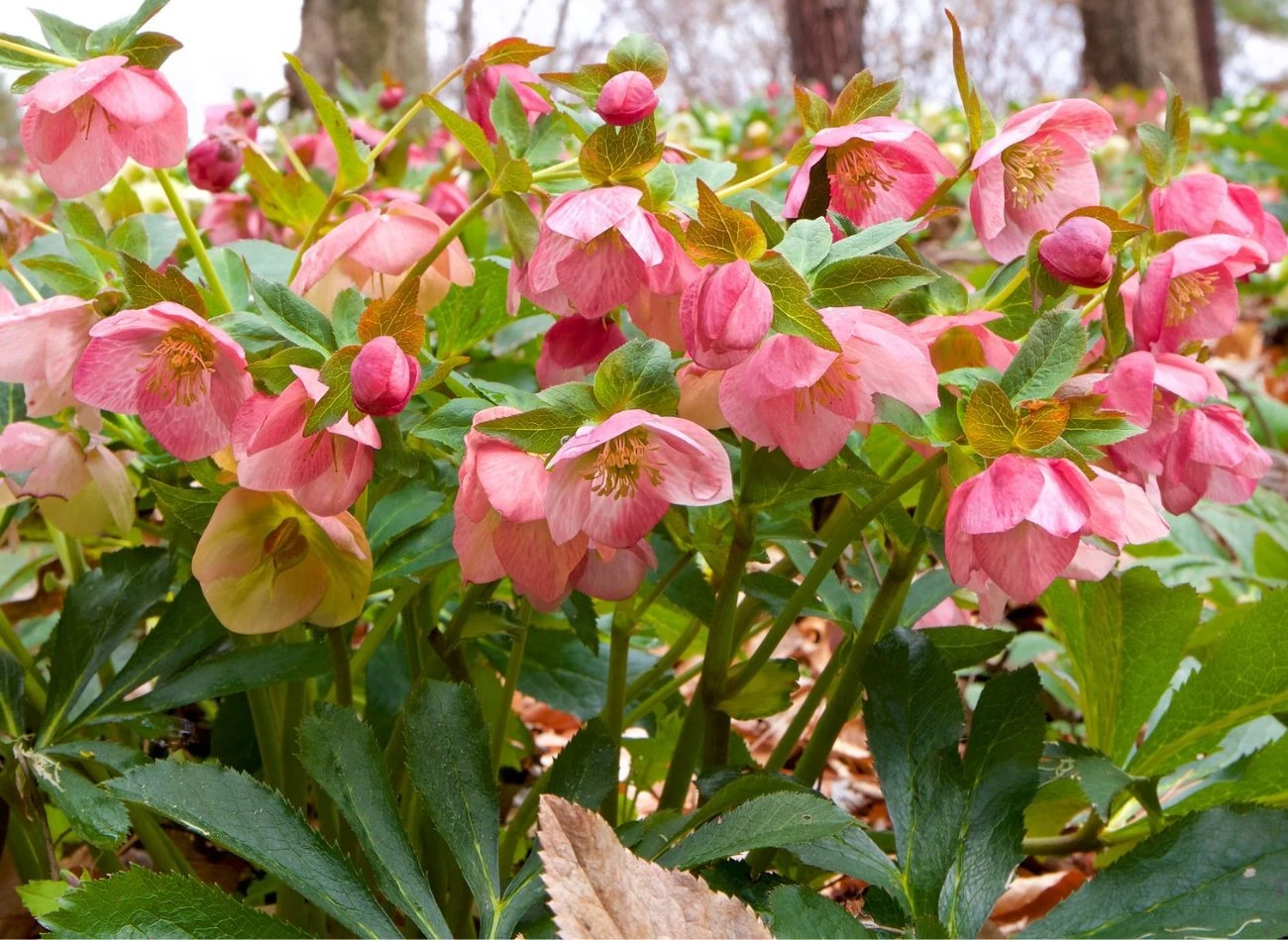 Zimą ciermieniki wymagają pielęgnacji. Regularne usuwanie starych liści to podstawa.