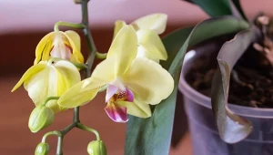 Co zrobić z łodygą storczyka po przekwitnięciu? Nawet te zakwitające wielokrotnie wymagają niekiedy niskiego cięcia.