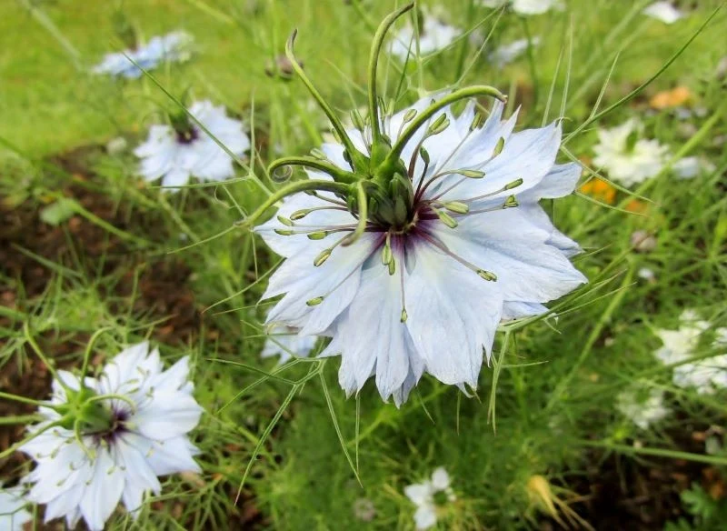 Czarnuszki siewnej nie trzeba często podlewać
