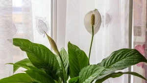 Co zrobić, aby skrzydłokwiat kwitł regularnie? Przestrzegaj kilku wskazówek.