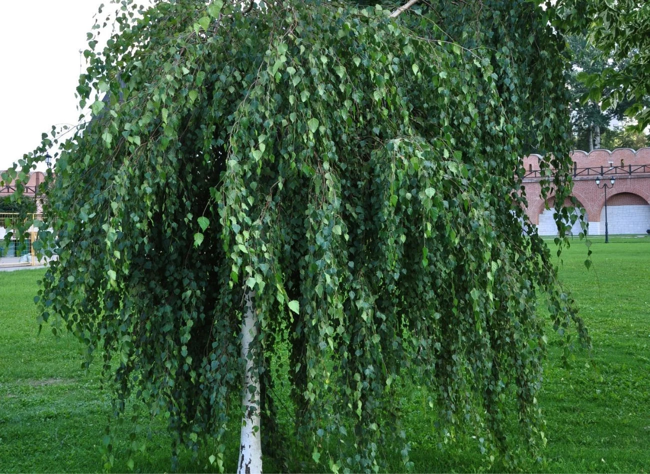 Brzoza 'Youngii' jest wyjątkowo odpornym drzewem, sadzona jest jako soliter.