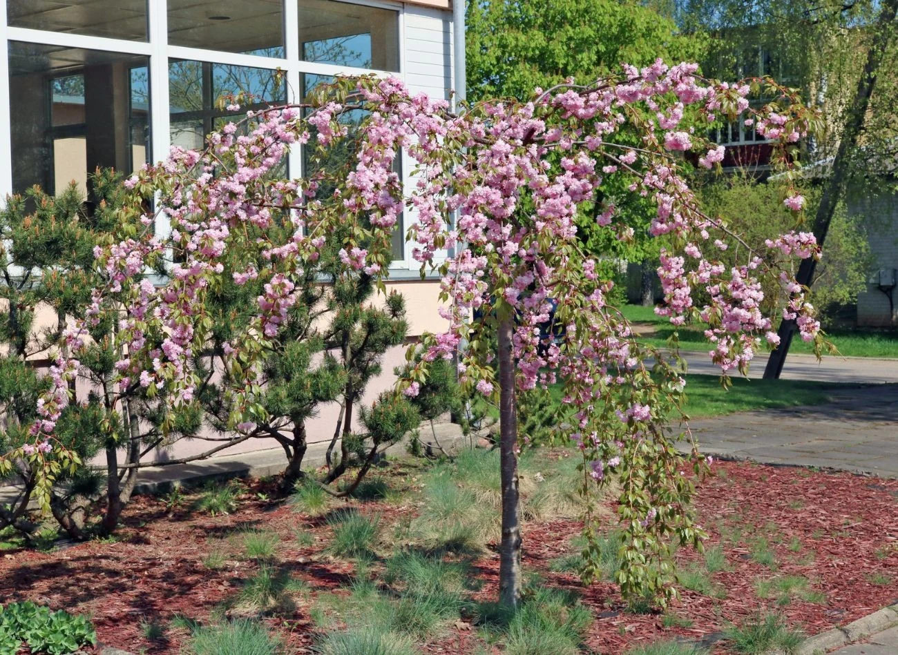 Wiśnia płacząca 'Kiku shidare' charakteryzuje się intensywnym kwitnieniem.