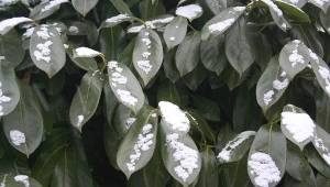 Sprawdź, czy laurowiśnie trzeba podlewać zimą.