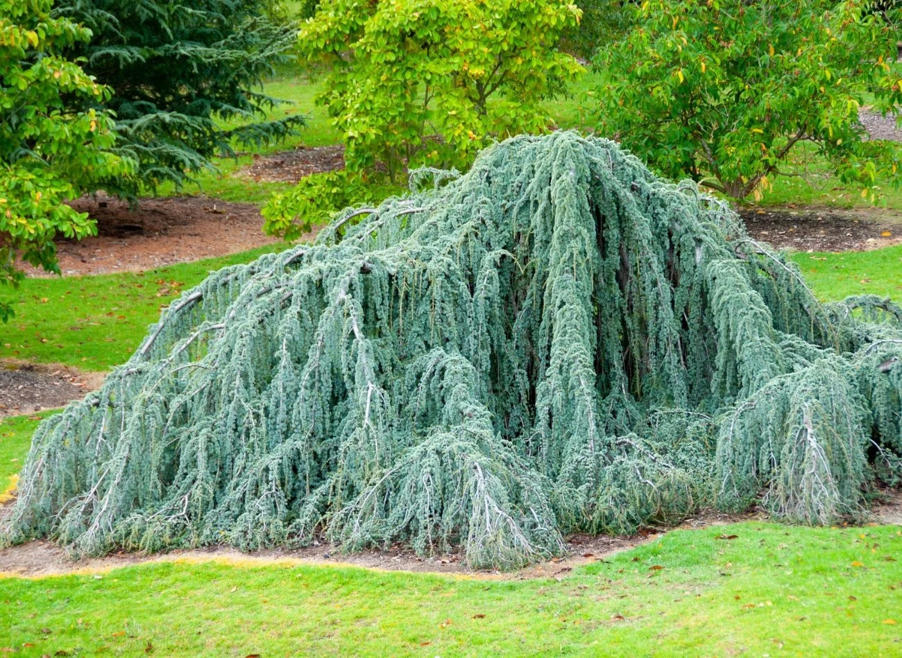 Cedr 'Glauca Pendula' najlepiej prezentuje się w dużych ogrodach. Fot. adwo