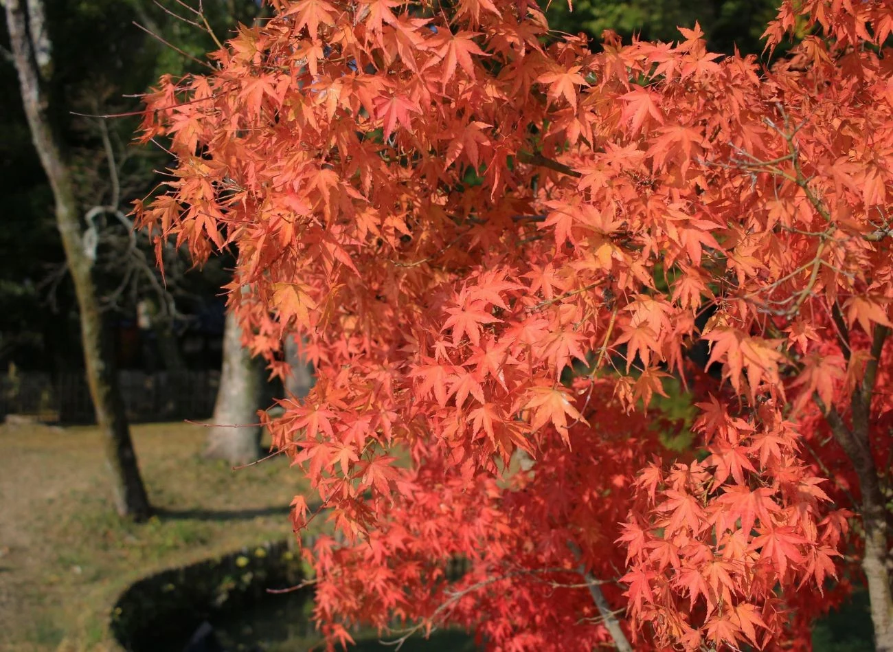 Zimowe cięcie drzew płaczących minimalizuje stres tych roślin i pobudza do wzrostu.