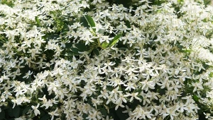 Clematis ‘Early Snow’ to wyjątkowo gęsto kwitnąca roślina, idealna na pergole i do przykrycia nieatrakcyjnych miejsc w ogrodzie.