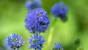 Gilia główkowata -  siew, uprawa i zastosowanie