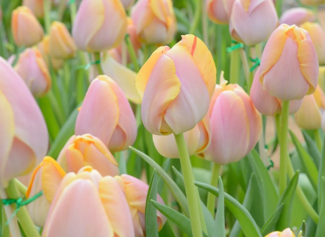 Tulipan 'Mango Charm' to zachwycająca odmiana, która zmienia kolor w trakcie kwitnienia.