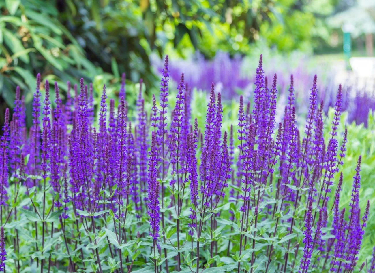 Szałwia ‘Caradonna’ ma strzeliste, intensywnie fioletowe kwiaty o zachwycającym zapachu.