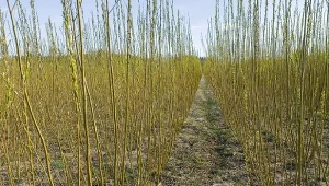 Uprawa wierzby energetycznej prowadzona w celu uzyskania energii odnawialnej.