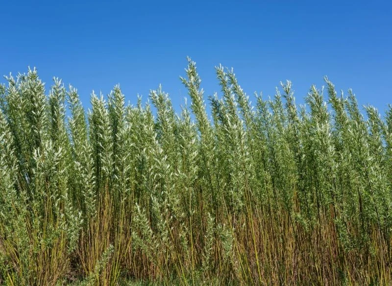 Wierzba wiciowa ma wzniesiony pokrój, rośnie gęsta i szybko regeneruje pędy w miejscu przycięcia