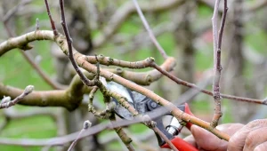 Dlaczego po cieciu drzew należy stosować maść ogrodniczą? To proste, przyspiesza zabliźnianie się ran i chroni przed infekcjami.