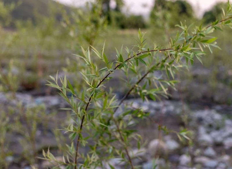 Młody krzew wierzby wiciowej szybko osiąga spore rozmiary, bo roczny przyrost rośliny potrafi wynieść 1,5-3 metry