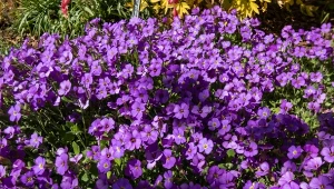 Żagwin ogrodowy to jedna z najpiękniejszych niskich bylin.