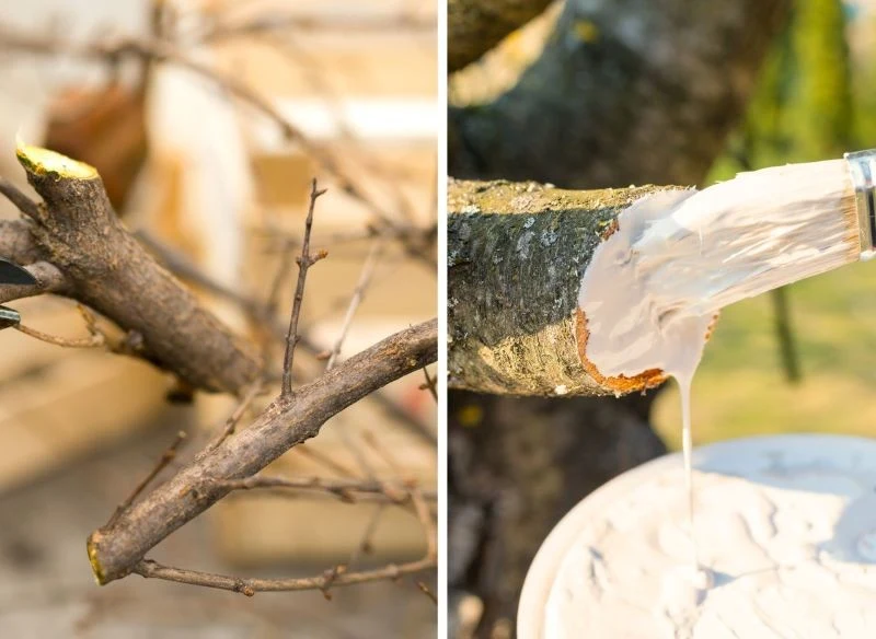 Na świeże rany warto nałożyć warstwę maści ochronnej