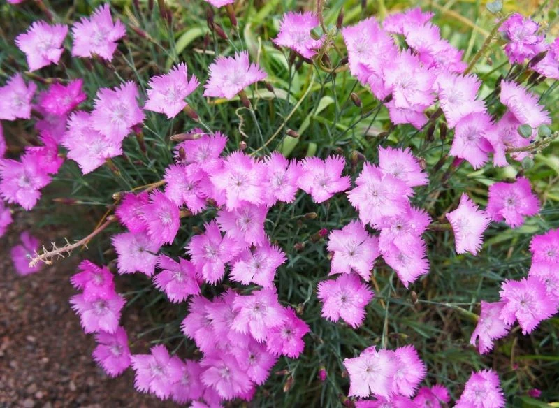 Goździk siny przetrwa polską zimę i cudownie zakwitnie w ogrodzie