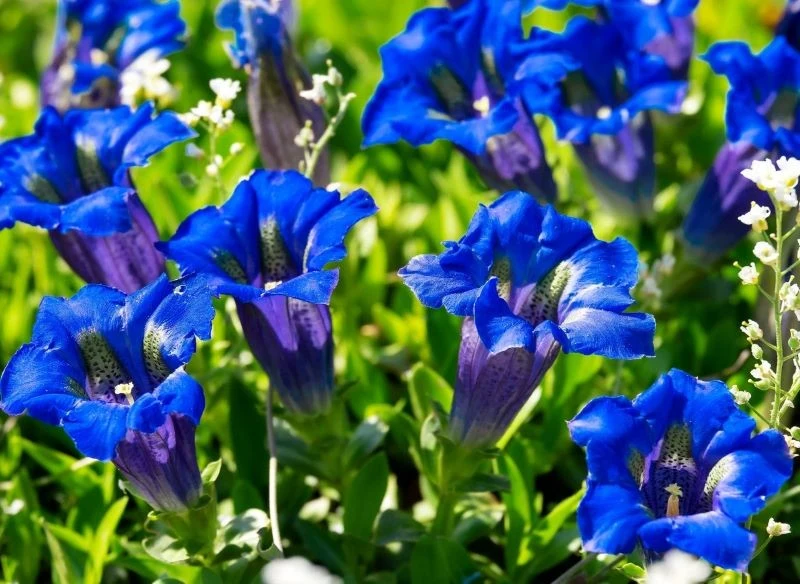 Goryczka bezłodygowa zwykle kwitnie na niebiesko