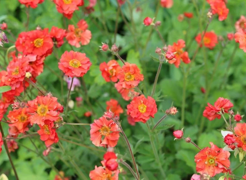 Kukliki mają ciepłe i intensywne kolory