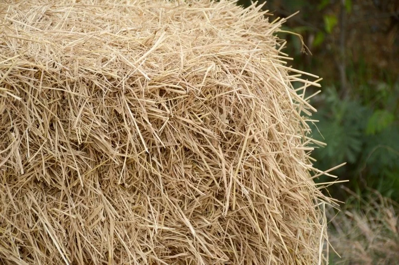 Pellet słomiany powstaje w wyniku sprasowania pod wysokim ciśnieniem suchej słomy