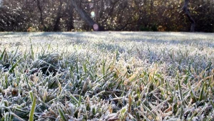 Zimną trawnik również wymaga uwagi. Warto zadbać o kilka rzeczy, by na wiosnę cieszyć się z bujnej murawy.