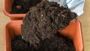 Gdzie wyrzucać ziemię z doniczek? Sprawdź, czy ty też robisz to źle.