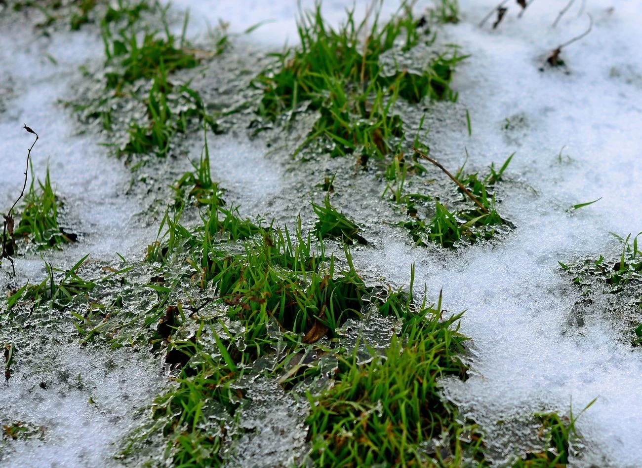 Chodzenie zmarzniętej trawie powoduje łamanie trawy i powstawanie "łysych placków" na wiosnę.
