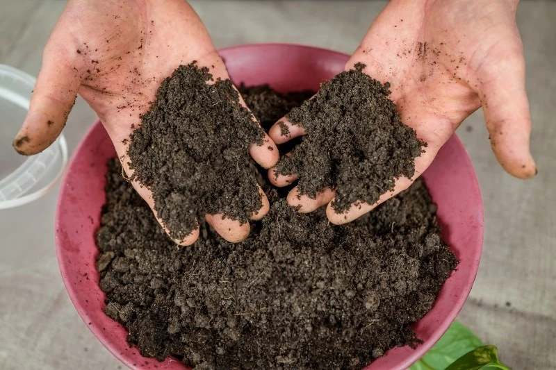 Starą ziemię z doniczek można wykorzystać ponownie, trzeba ją jednak odpowiednio przygotować